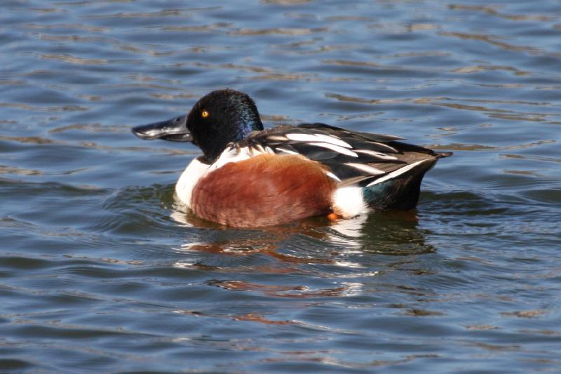 Northern Shoveler 011109 069.jpg